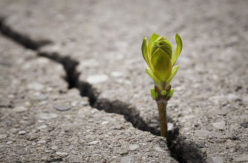 Close up of small plant growing up from cracked road with copy space