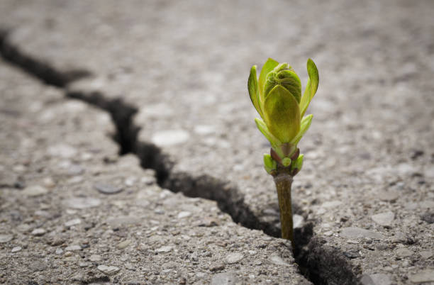 New hope Close up of small plant growing up from cracked road with copy space endurance stock pictures, royalty-free photos & images