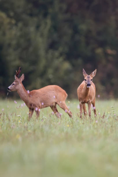 istock Roe-deer with buck deer in a clearing 676037478