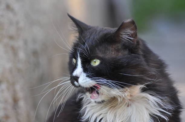 istock Hungry Norwegian cat looking up side, Fluffy cat yawn, Cat talking, angry cat 676038954