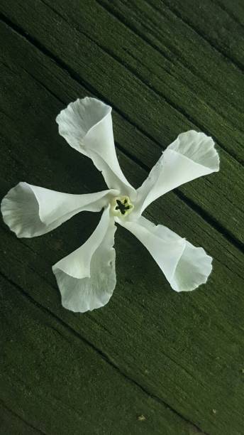istock flower on mossy wood 676043452