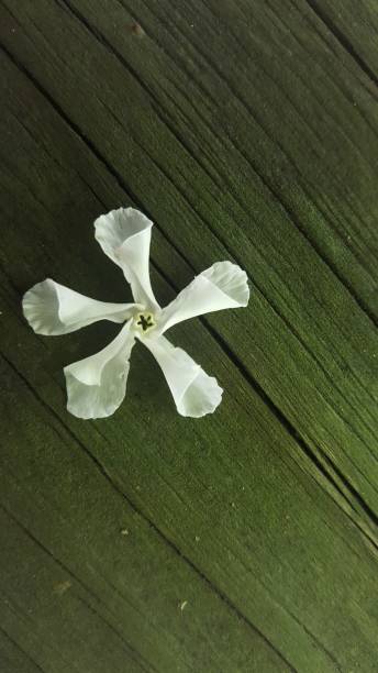off center flower on mossy wood
