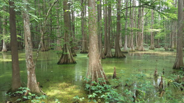 istock Louisiana swamp sunbeam 676064190