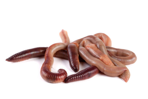 istock bunch of earthworms isolated on white background macro 676064928