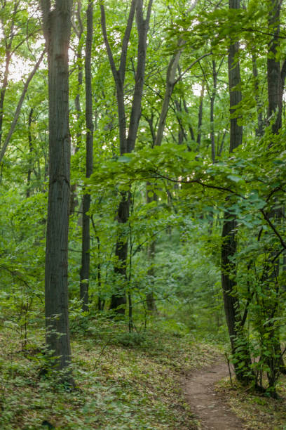istock Green dense public park, the Forest of Belgrade 676067240
