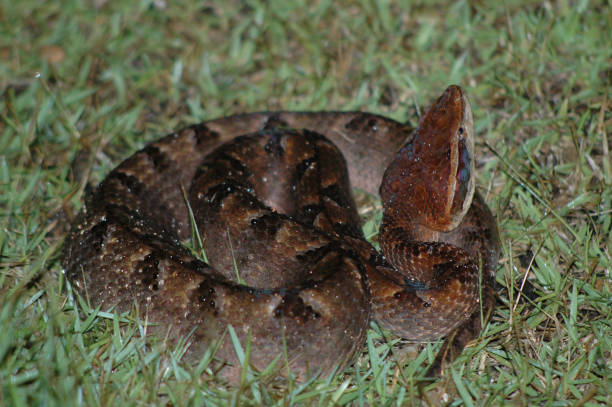 istock Jumping Viper Thailand Asia 676069646