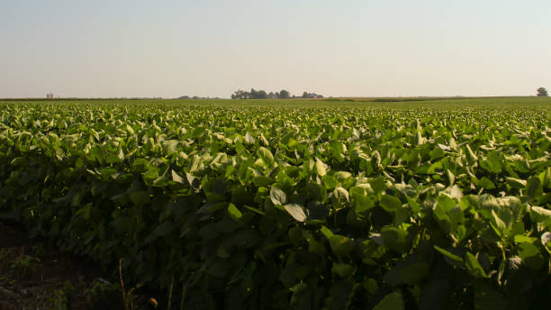 istock hazy summer day out in the soybean field 676079940