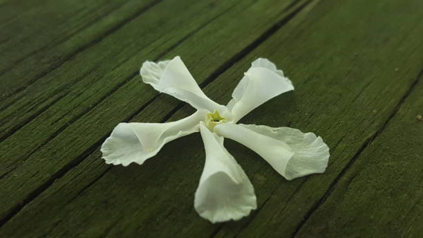 istock isometric flower on mossy wood 676082064