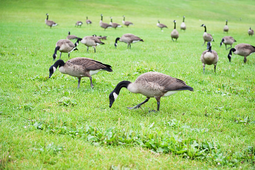 A selective focus shot of Cackling Geese in the field at the waterside