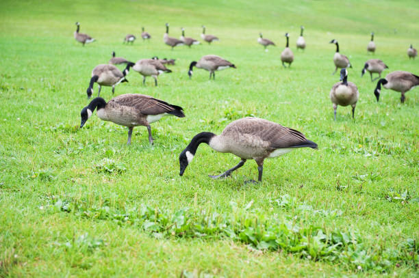 Canada Geese Canada geese feeding on grass canada goose photos stock pictures, royalty-free photos & images