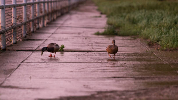 Two ducks waddle down a pedestrian walkway during a rain storm searching for food