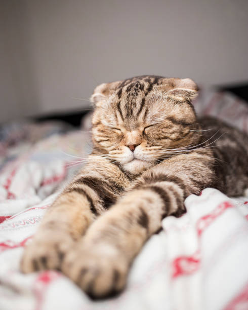 istock Scottish cat sleeping sweet time paw stretched out in bed. 676104518
