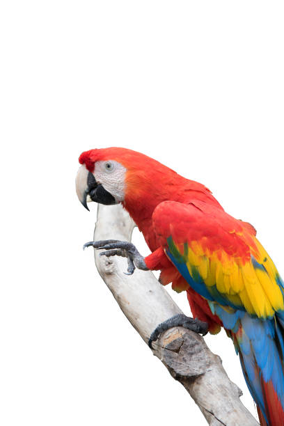 istock Isolated Ma-Core's parrot on white background 676124538