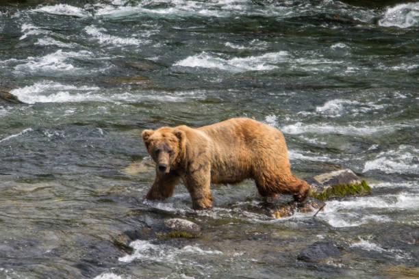 istock Brown bear crossing a river at Katmai National Park 676126866