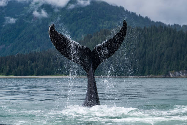 fluke de baleine en alaska - us glacier national park photos et images de collection