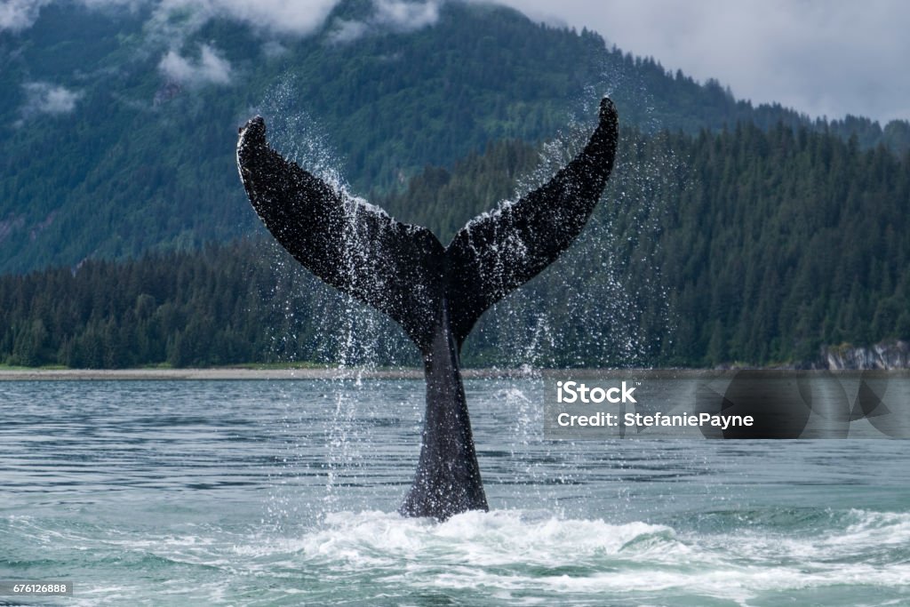 Whale fluke in Alaska A Humpback whale shows its fluke in the chilly waters of Glacier Bay on the Alaskan coast. Alaska - US State Stock Photo