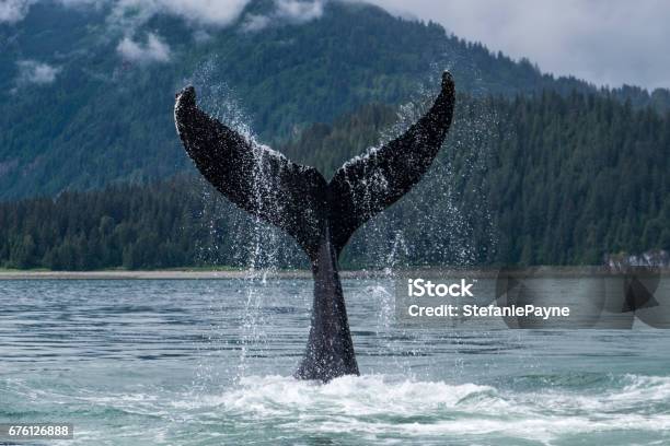 Whale Fluke In Alaska Stock Photo - Download Image Now - Alaska - US State, Glacier Bay National Park, Whale