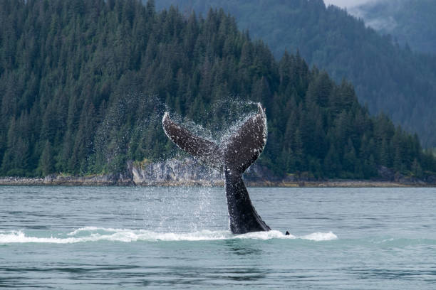 グレイシャーベイアラスカで飛び散るクジラのまぐれ - glacier bay national park ストックフォトと画像