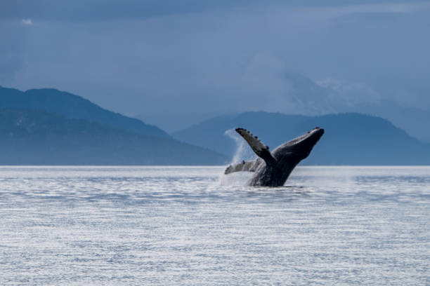 グレイシャーベイアラスカでザトウクジラの違反 - glacier bay national park ストックフォトと画像