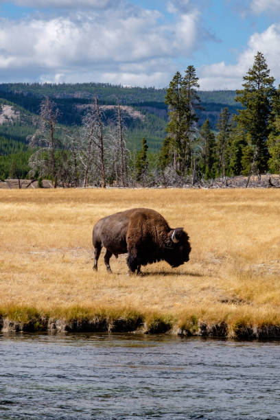 istock American bison grazing in Yellowstone National Park 676127028