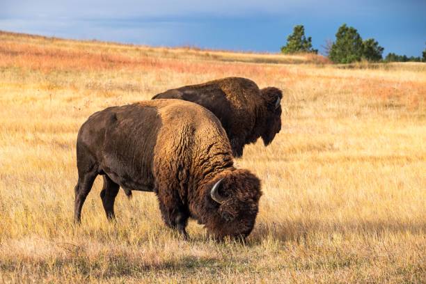 istock American Bison in Wind Cave National Park 676127042