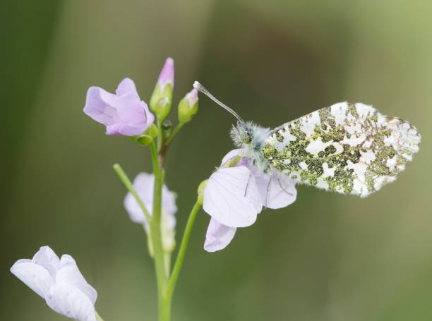 istock Orange-tip Butterfly (Anthocharis cardamines) Female 676128718