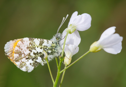 Detailed close up of a Heat Fritillary butterfly sitting on a white flower with wings spread