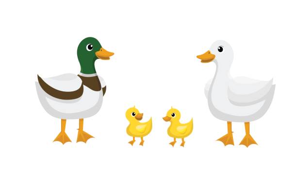 Ducks, Different kind of ducks. Ducks, Different kind of ducks. Isolated Vector duck bird stock illustrations