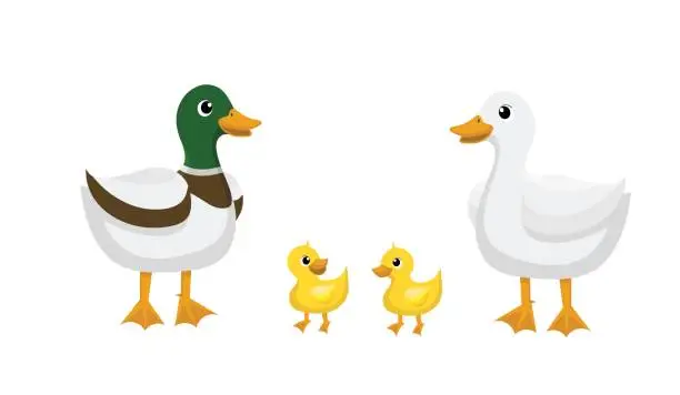 Vector illustration of Ducks, Different kind of ducks.