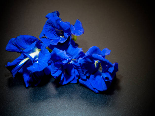Blue color petal of Butterfly Pea flower
