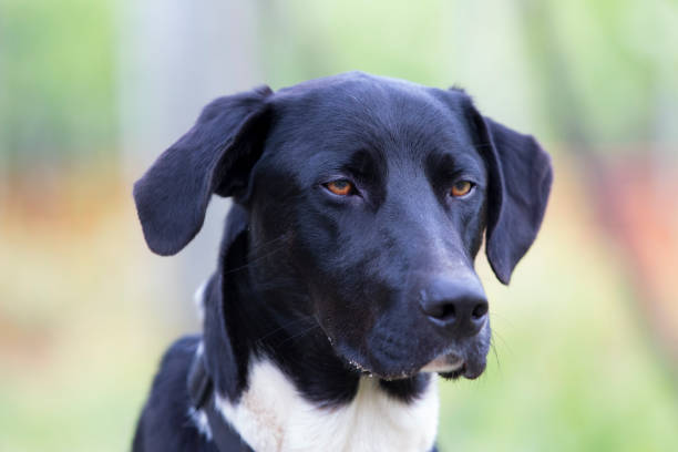 istock Black dog to relax. 676162912