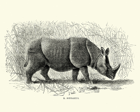 Vintage engraving of a Javan rhinoceros, (Rhinoceros sondaicus), also known as the Sunda rhinoceros or lesser one-horned rhinoceros, is a very rare member of the family Rhinocerotidae and one of five extant rhinoceroses. The  Leisure Hour, 1872