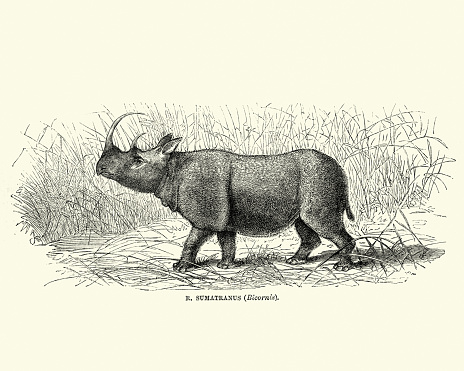Vintage engraving of a Sumatran rhinoceros, also known as the hairy rhinoceros or Asian two-horned rhinoceros (Dicerorhinus sumatrensis), is a rare member of the family Rhinocerotidae and one of five extant rhinoceroses. The  Leisure Hour, 1872