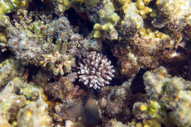 istock Beautiful coral reef background Thoddoo island Maldives 676187550