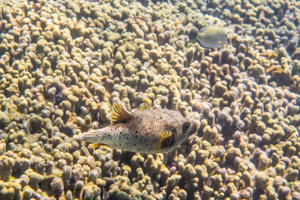 Dogface puffer (Arothron nigropunctatus) swimming around the reef Dogface puffer (Arothron nigropunctatus) swimming around the reef arothron nigropunctatus stock pictures, royalty-free photos & images