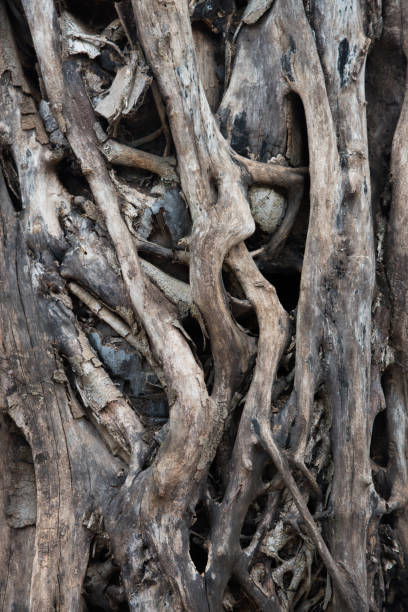 istock Portion of root tree for background or wall paper 676188160