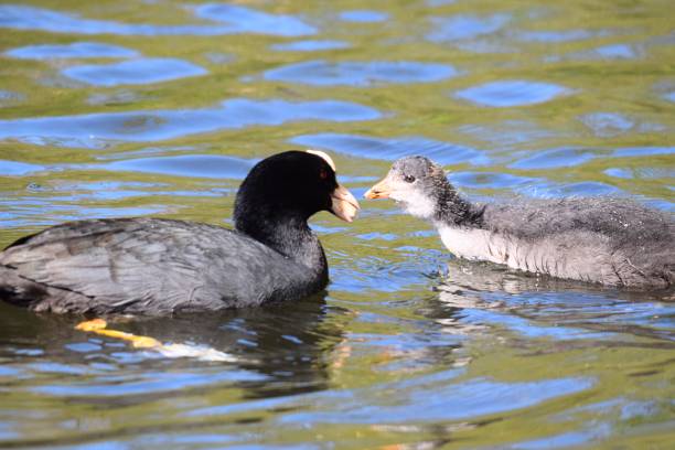 istock close up coot feeding duckling cute bird duck 676197578