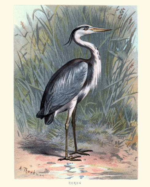 ilustraciones, imágenes clip art, dibujos animados e iconos de stock de historia natural - pájaros - garza - heron