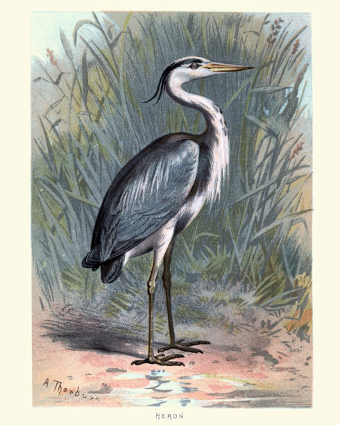 Natural History - Birds - Grey heron vector art illustration