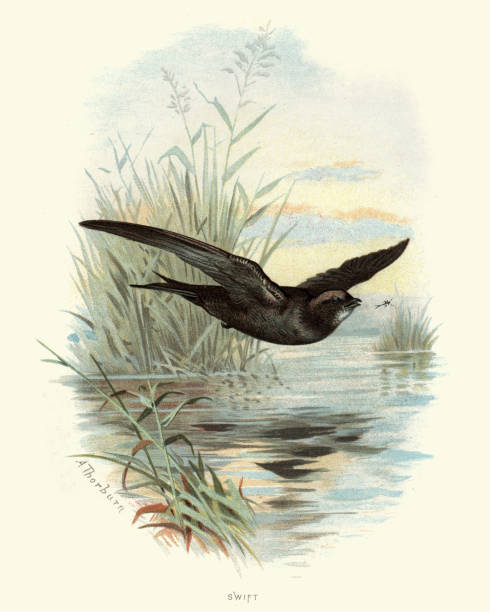 Natural History - Birds - Swift Vintage engraving of a Swift, The swifts are a family, Apodidae, of highly aerial birds.  Familiar Wild Birds by W Swaysland swift bird stock illustrations