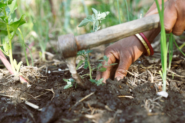 istock woman hands digging planting on farm 676235552
