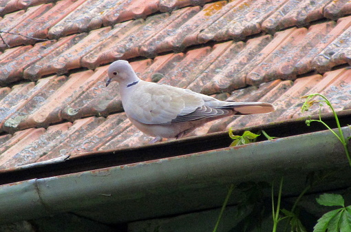 Dove on the roof of the rural house