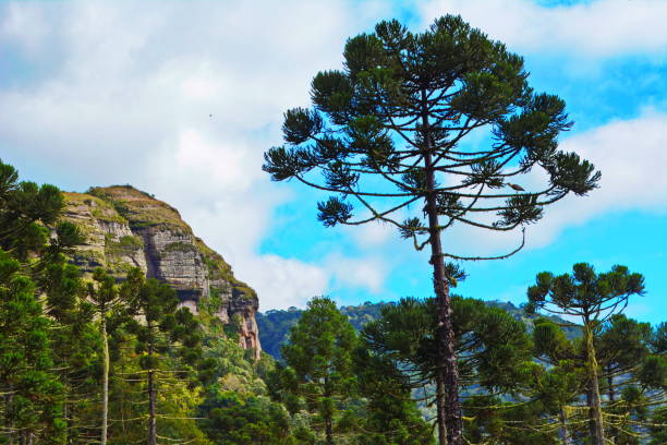 istock Mountains in Urubici 676248950