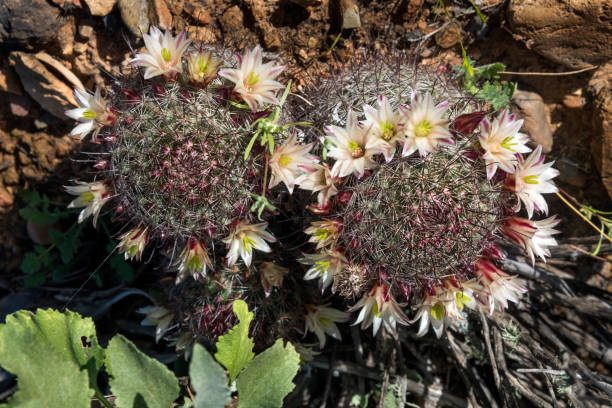 istock Blooming Fishhook Cactus in Baja California 676250362