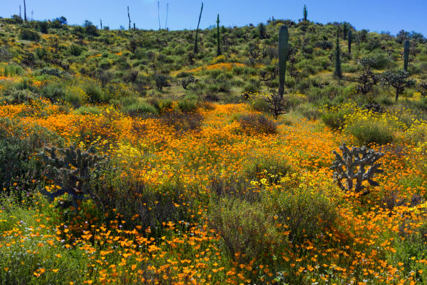 istock Amazing Spring Wildflower Display in Baja California 676250376