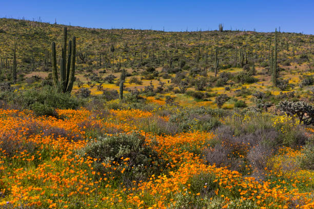 istock Incredible Spring Wildflower Display in in Baja California 676250500