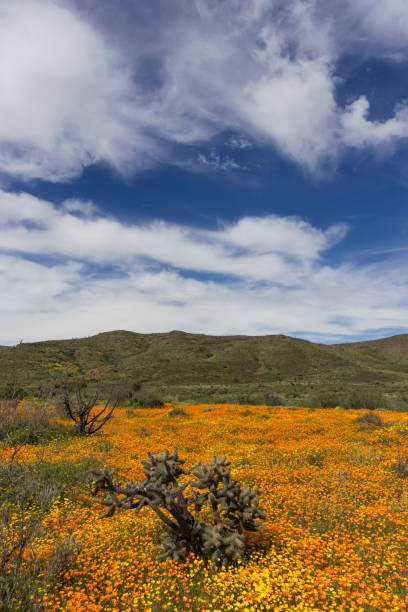 istock Poppies and Goldfields in Baja California 676250590