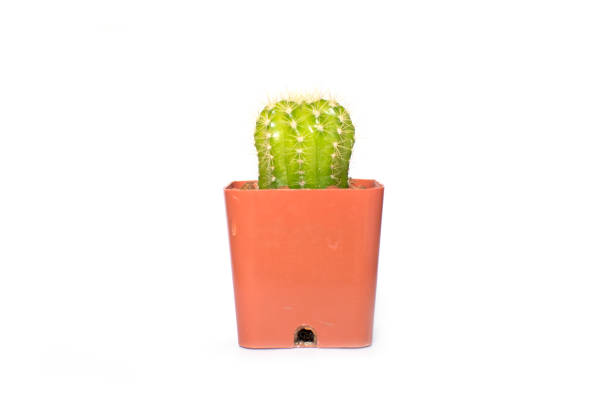 istock Close up little cactus in pot on white background 676261994