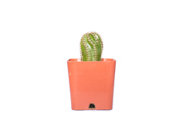 istock Close up little cactus in pot on white background 676262130