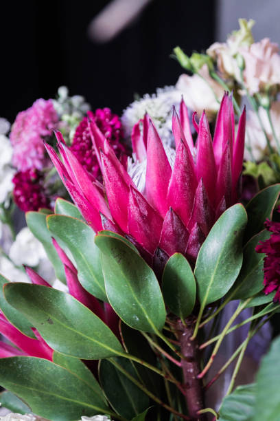 istock Protea. Blooming flower. Red flower. Flower as crown. 676264232